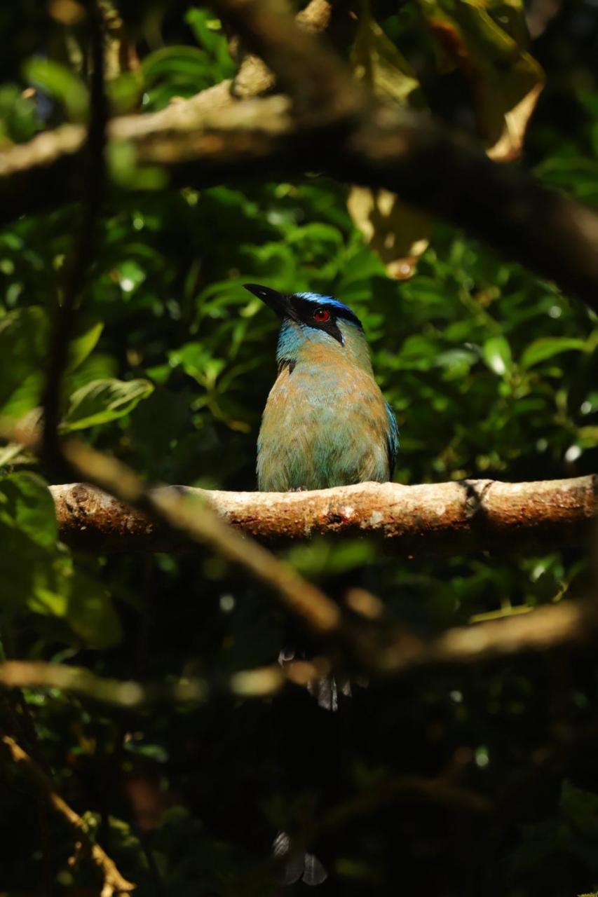 Los Pinos Cabins & Reserve Monteverde Zewnętrze zdjęcie